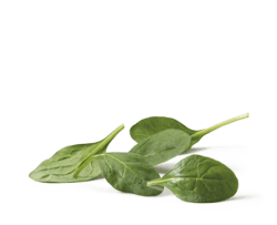 Spinach – Organic