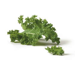 Kale – Organic